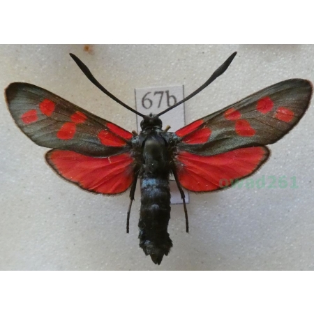 Zygaena filipendulae (Linnaeus, 1758) Kraśnik sześcioplamek Deutschland67b